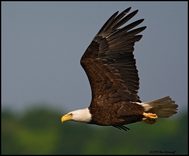 _0SB0772 american bald eagle.jpg
